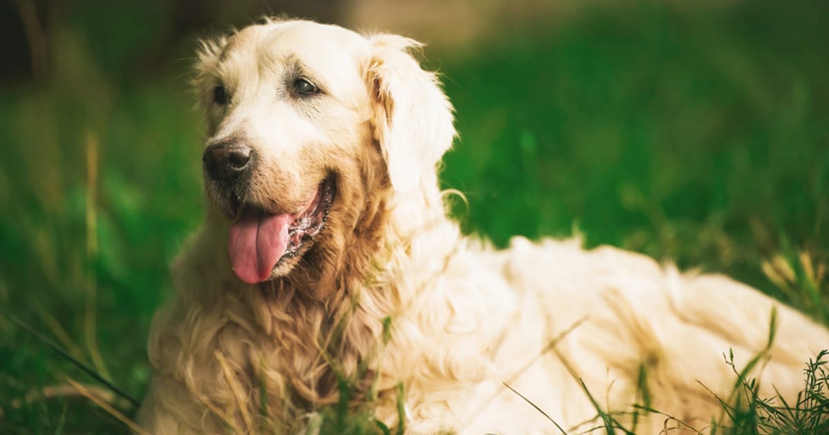 13-year-old golden retriever returns home after surviving 65 days in Alaskan wilderness