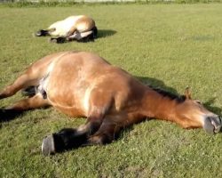 Horses Caught Snoring Very Loudly During Morning Nap