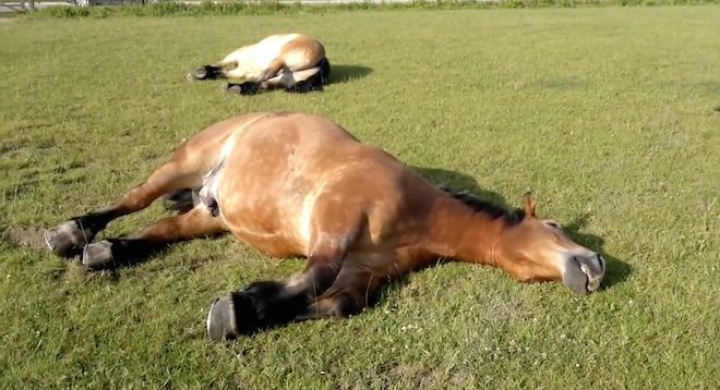 Horses Caught Snoring Very Loudly During Morning Nap
