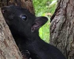 Scared baby squirrel refuses to leave as her tree is chopped down — rescue takes her in
