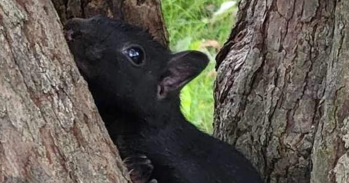 Scared baby squirrel refuses to leave as her tree is chopped down — rescue takes her in