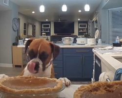 Sneaky Boxer Dog Taste Tests Pumpkin Pie In Secret