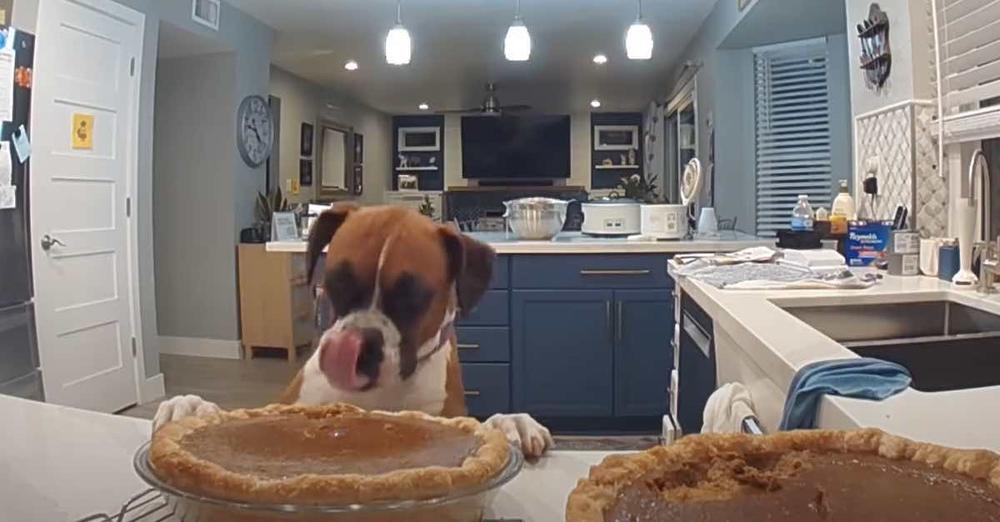 Sneaky Boxer Dog Taste Tests Pumpkin Pie In Secret