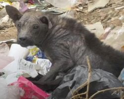 Dog Who Had Turned To Stone Looks So Different Now That He Has A Home