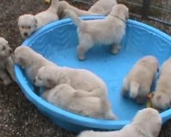 Puppies Adorably Confused When They Find Their Swimming Pool Empty