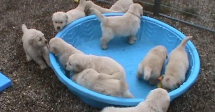 Puppies Adorably Confused When They Find Their Swimming Pool Empty
