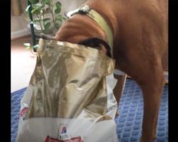 Dog’s first experience with his new weight loss food has mom questioning the new diet