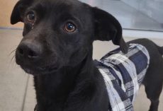 “A**hole” dog gets adopted after hilariously honest shelter post goes viral