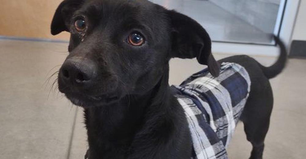 Animal Shelter’s Hilarious Post Gets ‘A-hole’ Dog Adopted In Just 8 Hours