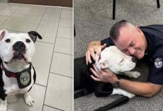 Shelter Pit Bull Has One Day Visit To Police Department, Now Is Their Full Time ‘Paw-trol Officer’