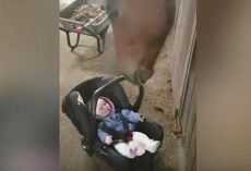 Horse’s fatherly instincts kick in to help take care of fussy baby