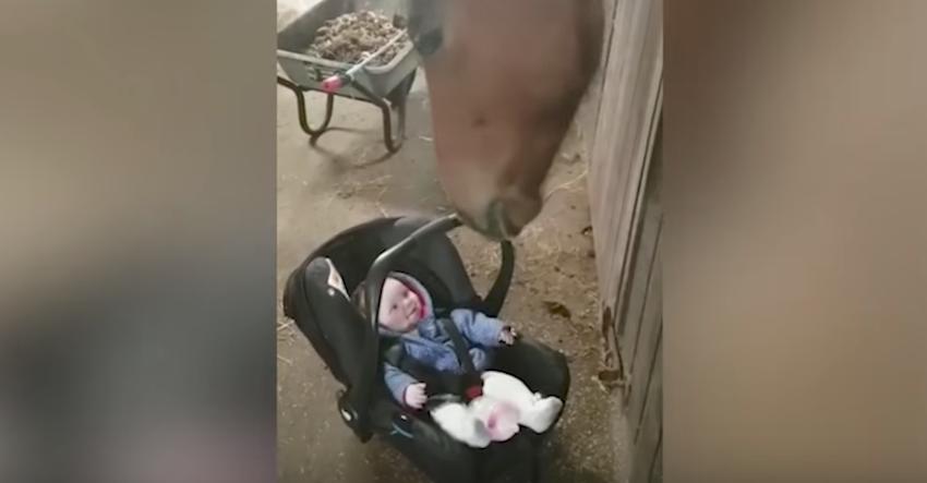 Horse’s fatherly instincts kick in to help take care of fussy baby