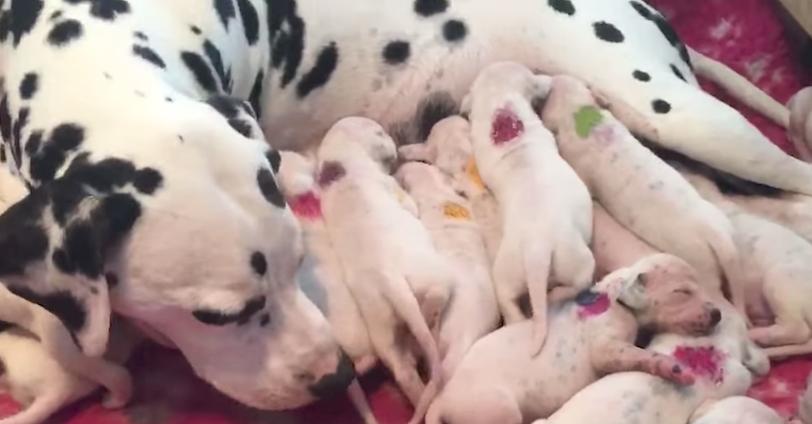 Vet says Dalmatian mama will have 3 pups, but mother nature has other ideas