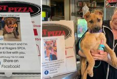 To Help Shelter Dogs Be Adopted, A Pizza Restaurant Prints Images Of Them On Pizza Boxes
