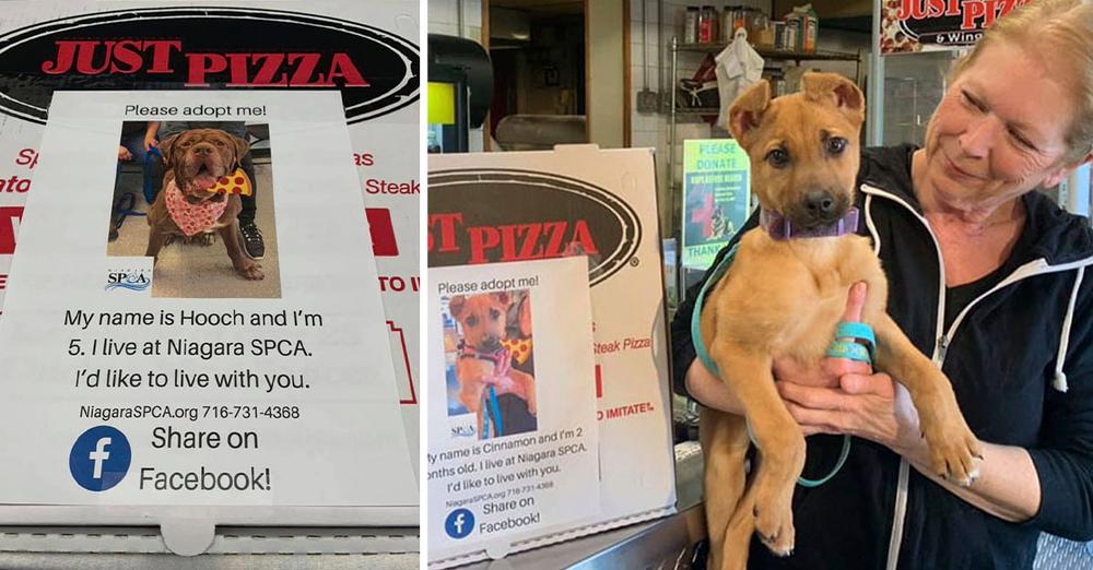 To Help Shelter Dogs Be Adopted, A Pizza Restaurant Prints Images Of Them On Pizza Boxes