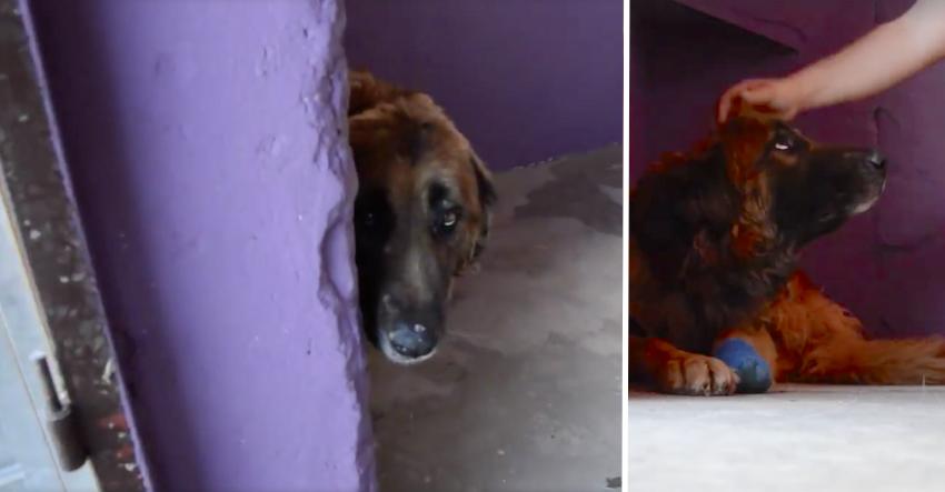 Dog who’s been chained up for 8 years is about to be petted for the first time