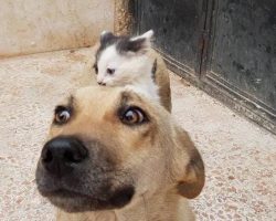 Orphaned Kitten Persuades Street Dog Who Lost Her Puppies To Adopt Her