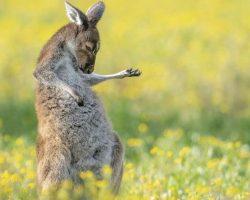 Winners of This Year’s Comedy Wildlife Photography Awards Deliver The Laughs