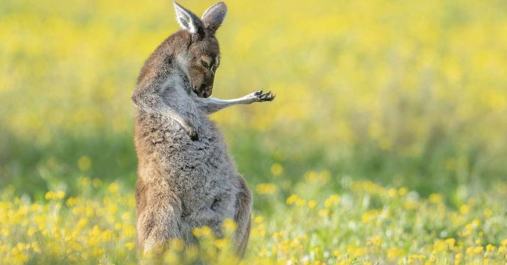 Winners of This Year’s Comedy Wildlife Photography Awards Deliver The Laughs