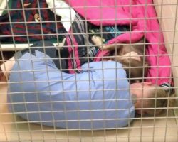 Animal Shelter Employee Catches Dog Being Comforted After Surgery
