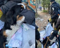 Hikers find scared, injured lost dog on trail — go the extra mile to get her to safety