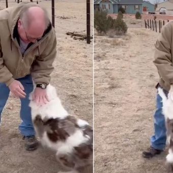 Grandpa Reunites With Daughter’s Deaf And Blind Dog After One Year Apart