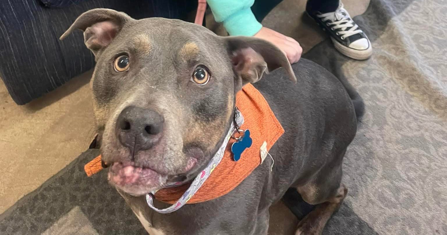 Woman adopts dog who has been in shelter for 7 years — gets remarkable sign that it’s meant to be