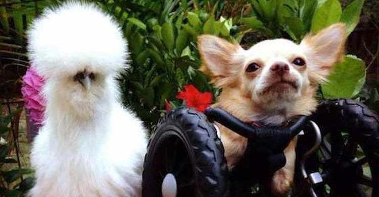 Two-legged Chihuahua and Rescued Chicken Have the Most Heartwarming Friendship