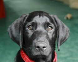 Man’s About To Return Shelter Dog When He Reads Previous Owner’s Note