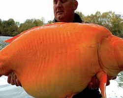 Angler Reels In Monster ‘Goldfish’ Called ‘The Carrot’