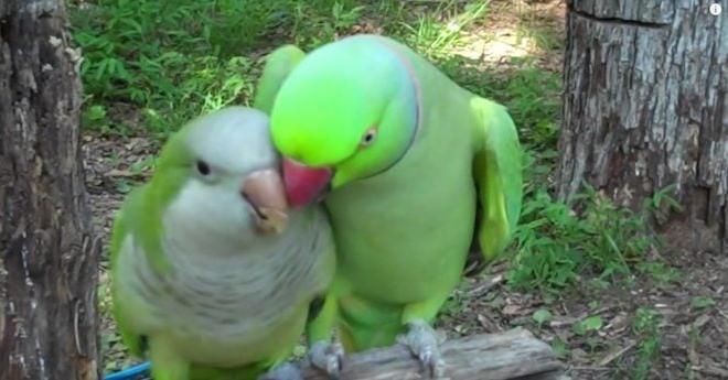 Indian Ringneck Parrot Adorably Flirts With Girlfriend