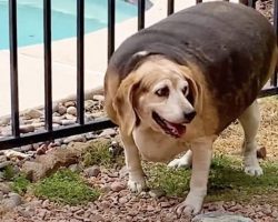 90-Pound Beagle Loses 70% Of His Body Weight