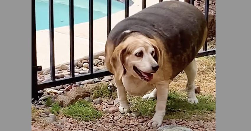 90-Pound Beagle Loses 70% Of His Body Weight