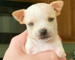 Teeniest 2-Legged Puppy Is A Christmas Miracle