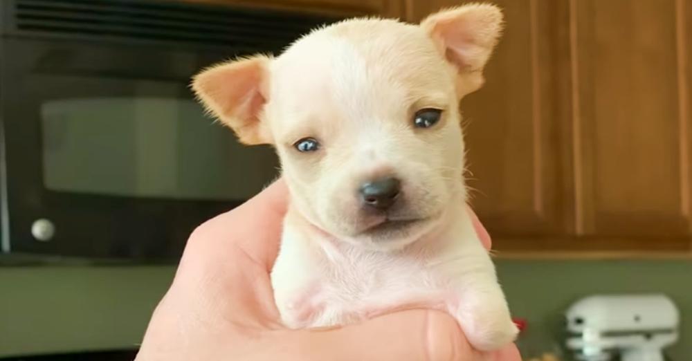 Teeniest 2-Legged Puppy Is A Christmas Miracle