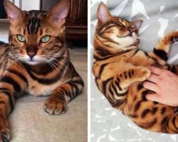 Meet Thor, the most beautiful bengal cat in the world