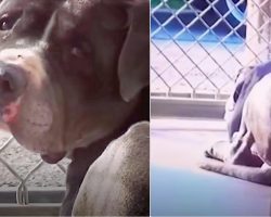 Guy Adopts Pit Bull, Can’t Sleep Thinking About The Other Dog He Left There