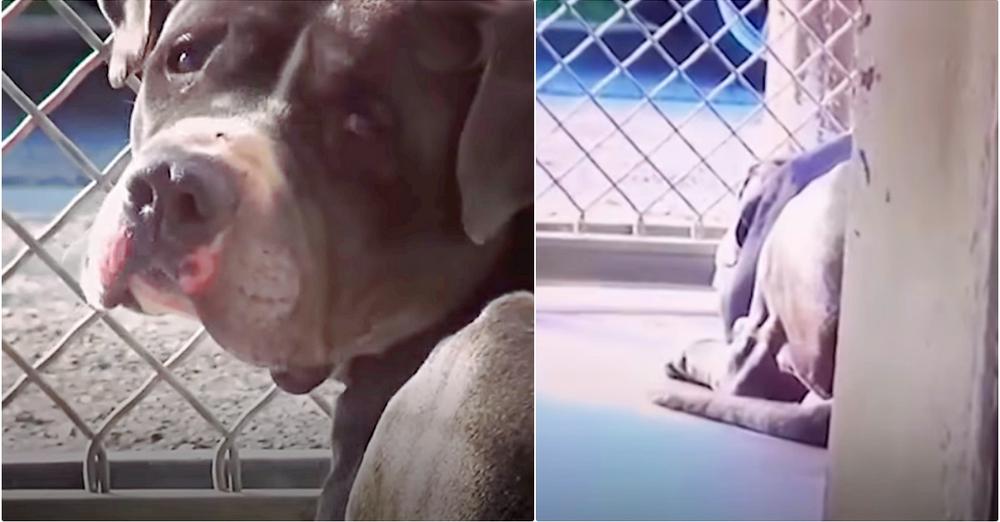 Guy Adopts Pit Bull, Can’t Sleep Thinking About The Other Dog He Left There