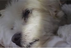 She Left Her Healthy Dog For A Quick Errand, Came Home To His Stiff Body