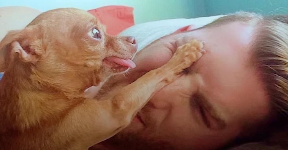 Cranky Little Dog Doesn't Want To Share His Dad With Anyone