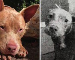 Nala The Pit Bull Was Scheduled To Be Put Down Because She Was Hurt