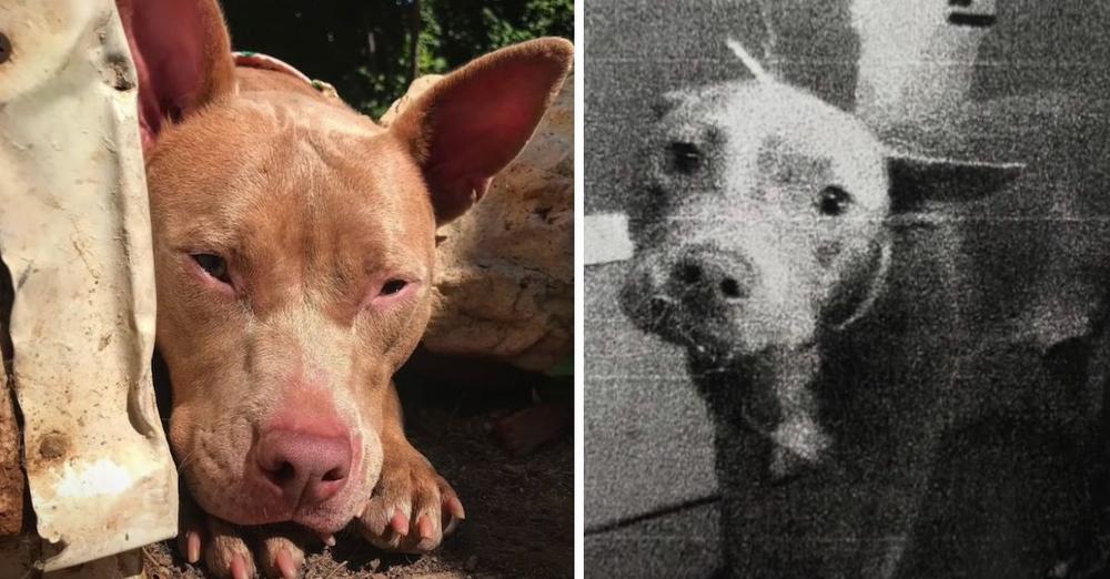 Nala The Pit Bull Was Scheduled To Be Put Down Because She Was Hurt