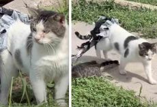 Young Girl Convinces Feral Cat Stuck in Plastic to Trust Her