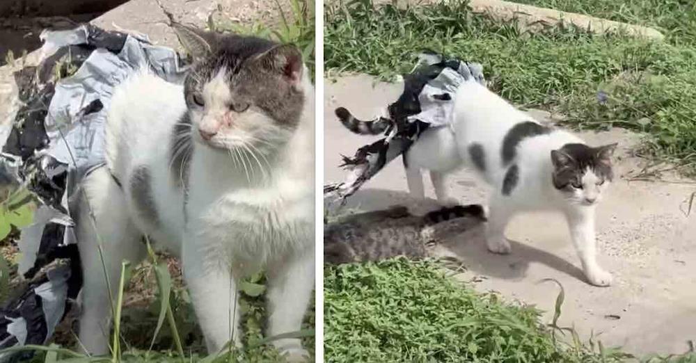 Young Girl Convinces Feral Cat Stuck in Plastic to Trust Her