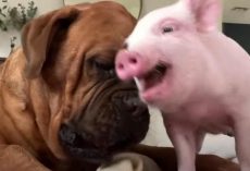 135-Pound Dog Becomes A Big Softie When Mom Brings Home A Tiny Piglet