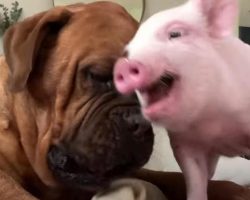135-Pound Dog Becomes A Big Softie When Mom Brings Home A Tiny Piglet
