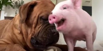 135-Pound Dog Becomes A Big Softie When Mom Brings Home A Tiny Piglet