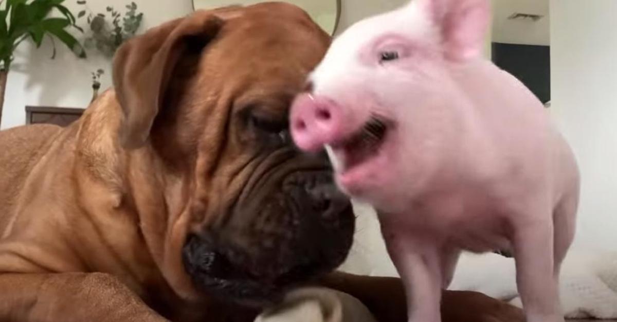 135-Pound Dog Becomes A Big Softie When Mom Brings Home A Tiny Piglet