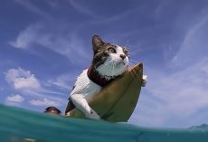Water-loving cat loves surfing with dad in Hawaii