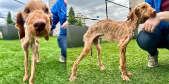 Neglected dog arrived at shelter nearly starved to death — now he’s living his best life